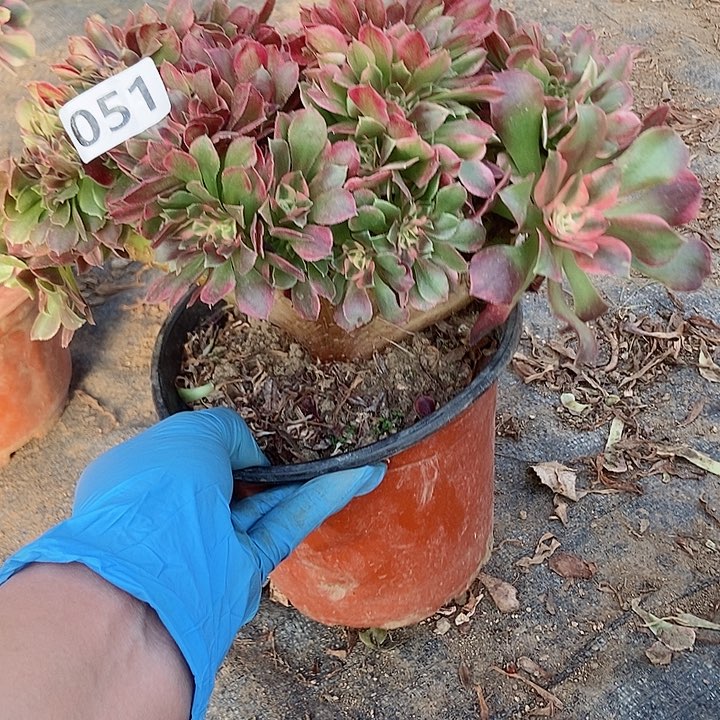 051香妃缀化老板子法师