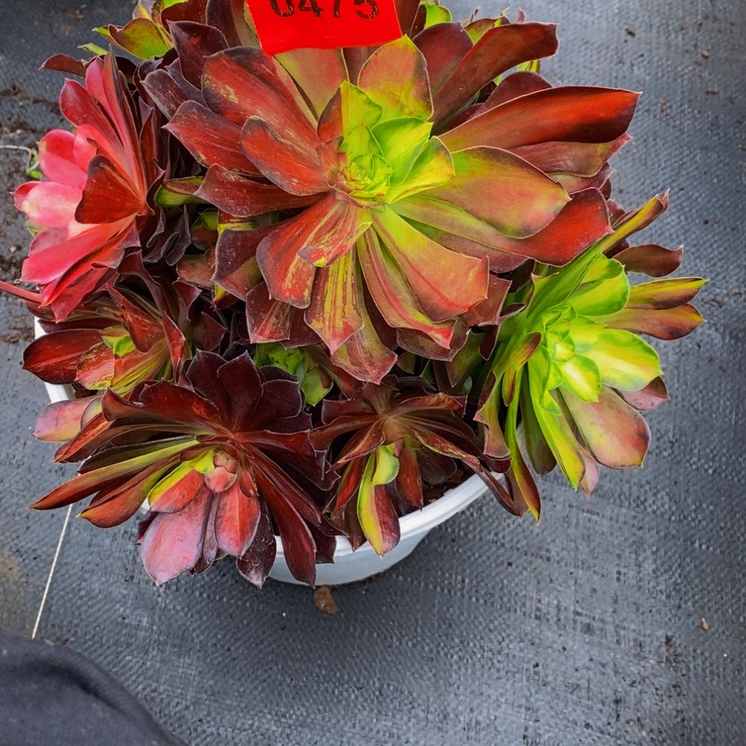 千***天0475多肉植物满江红