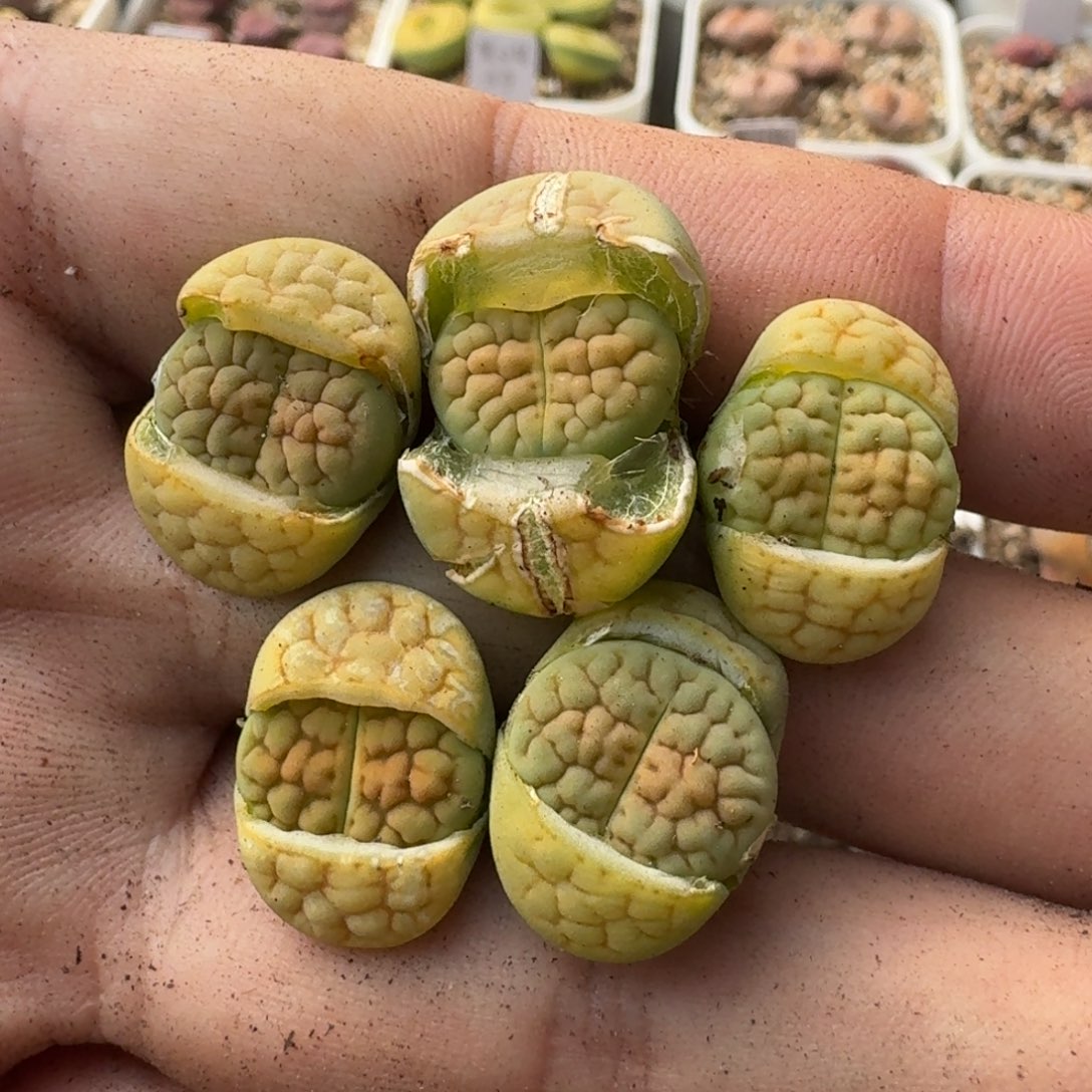 G703黄绿富贵三四年混合