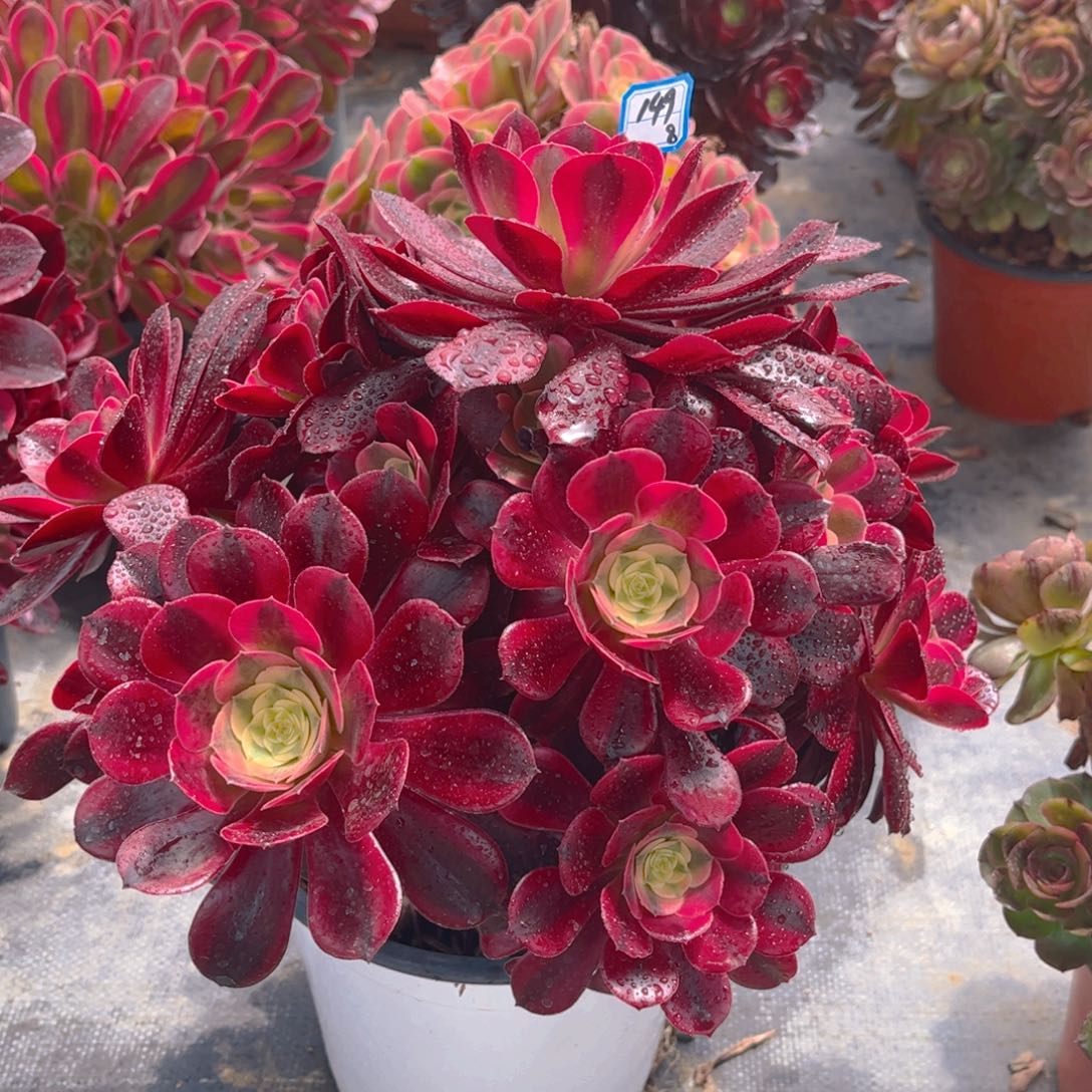 149美杜莎多肉法师