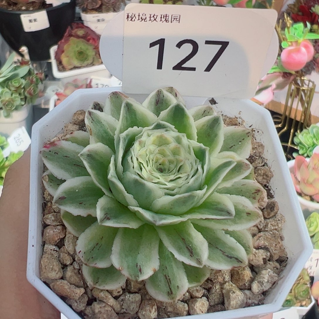 127秋夕锦。               