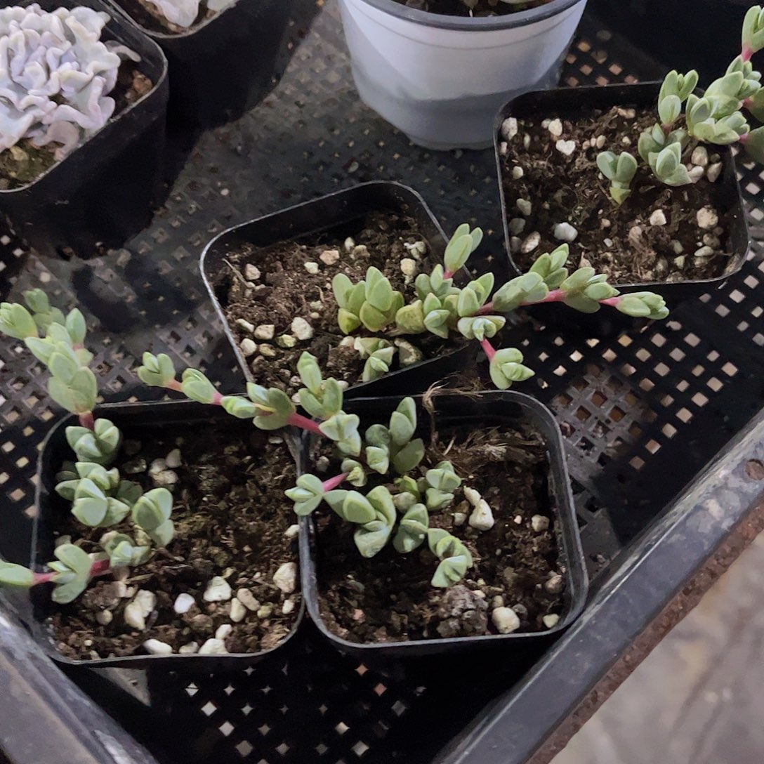 碧玉莲5个多肉植物