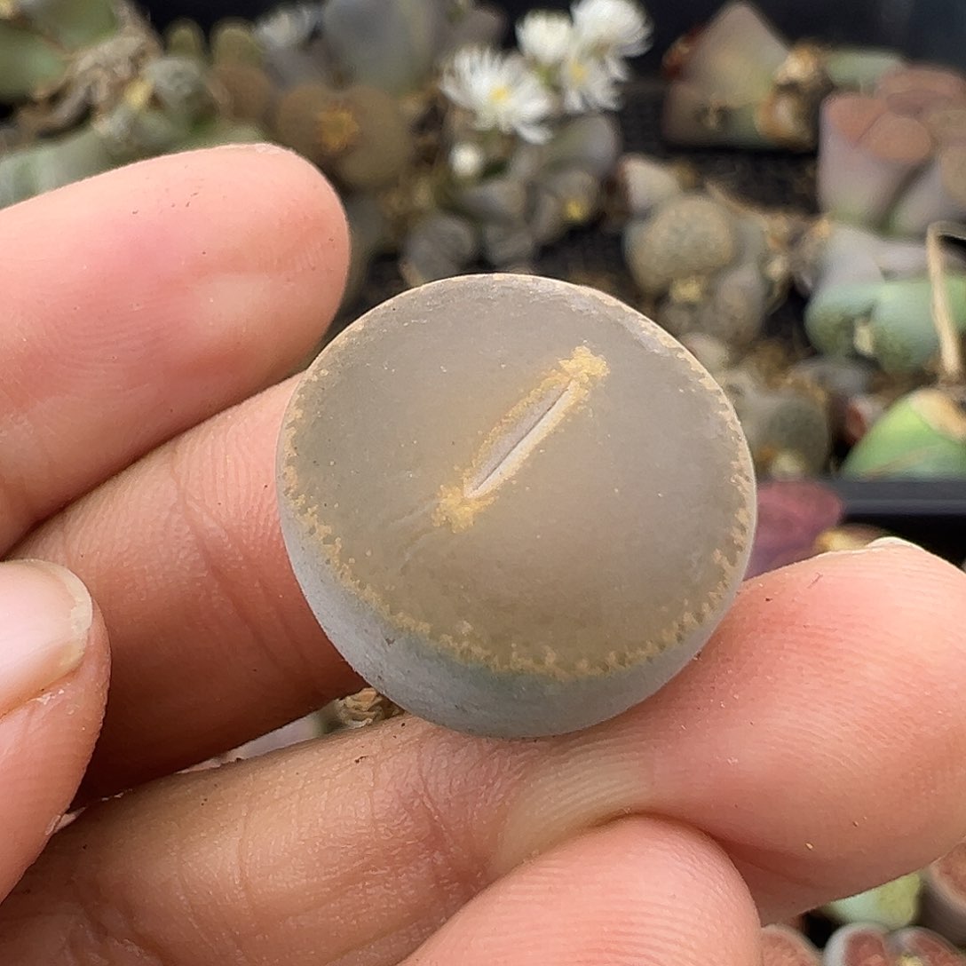 665清货价格不作参考