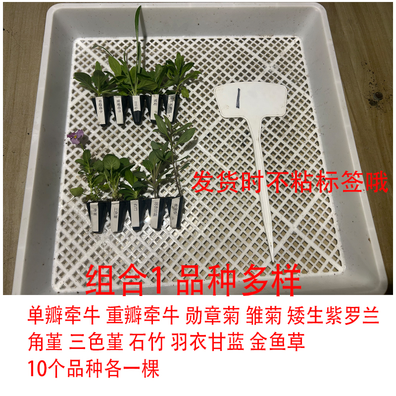 园寻园艺园寻园艺 每周10款组合 各种花苗 盆苗 福利商品链接