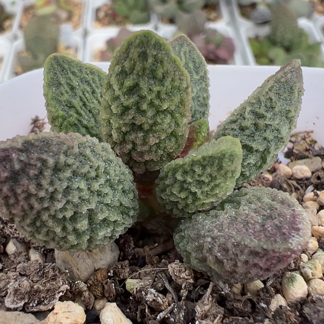 实生新品多肉植物水泡多肉植物