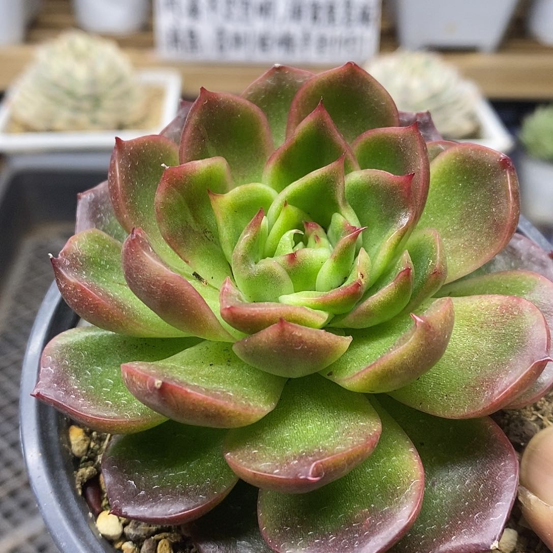 2735 福利不知名东云 需延时发货