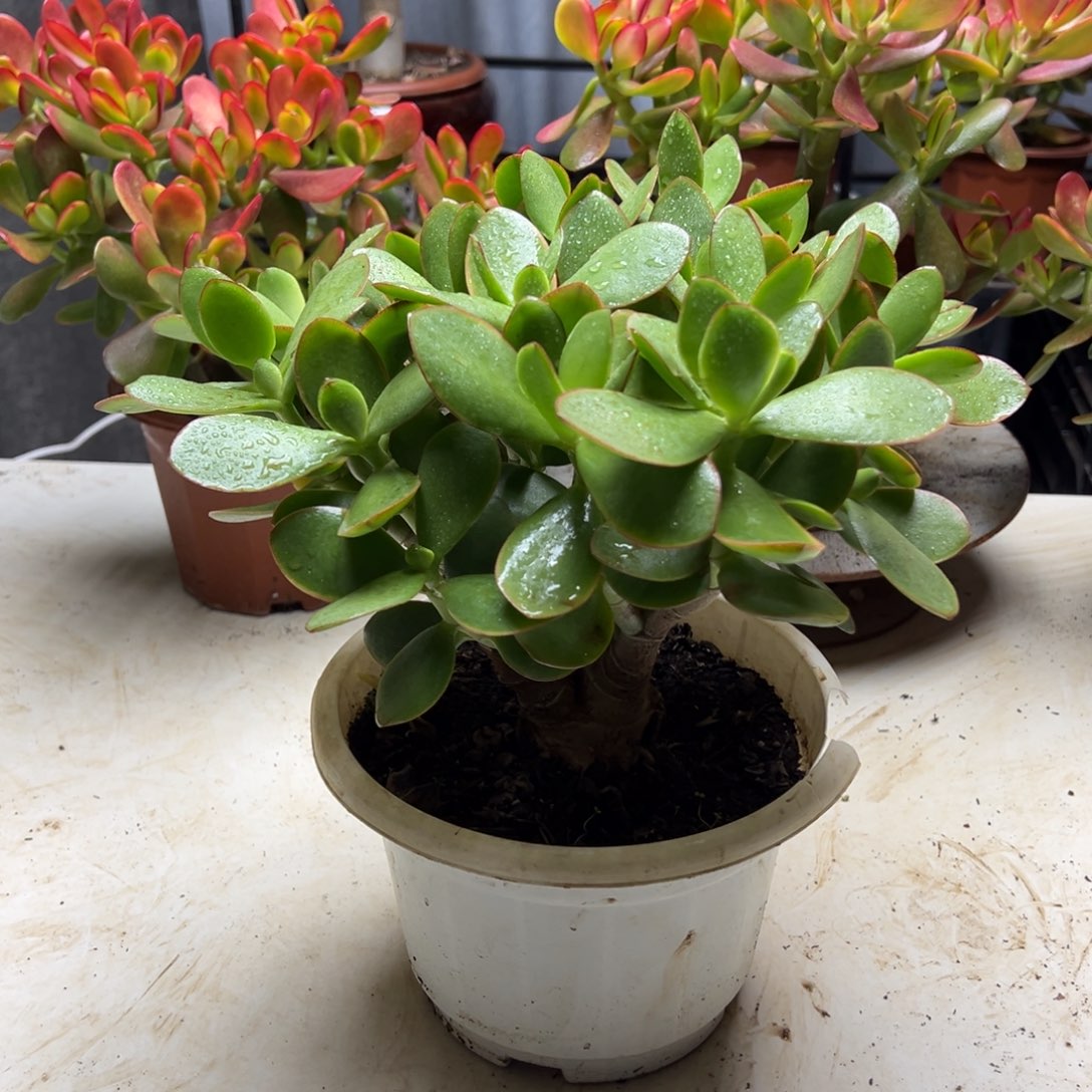 5年玉树带土球发货