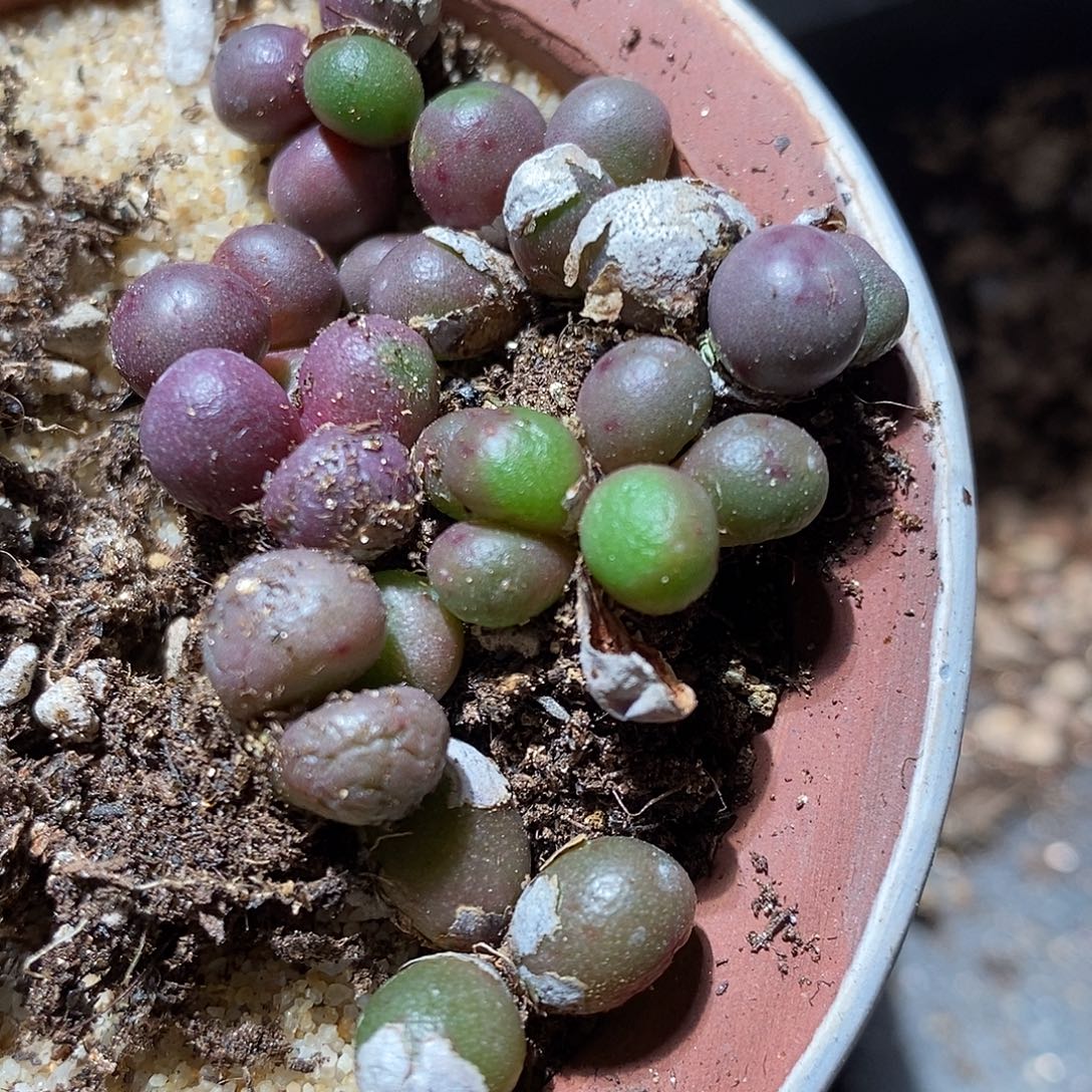 三头紫葡萄一颗。   