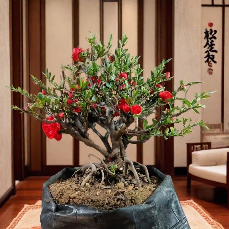 海棠盆景老桩盆栽当年开花一物一拍