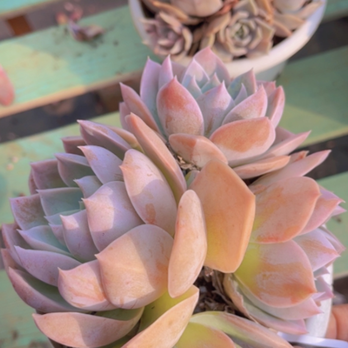 【闪购商品】木樨甜心08224