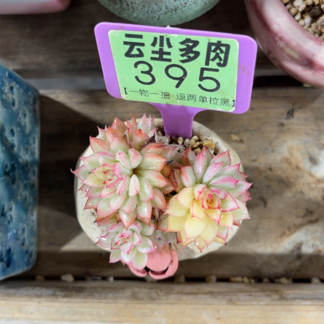 美***夕云尘多肉一物一拍不含盆395