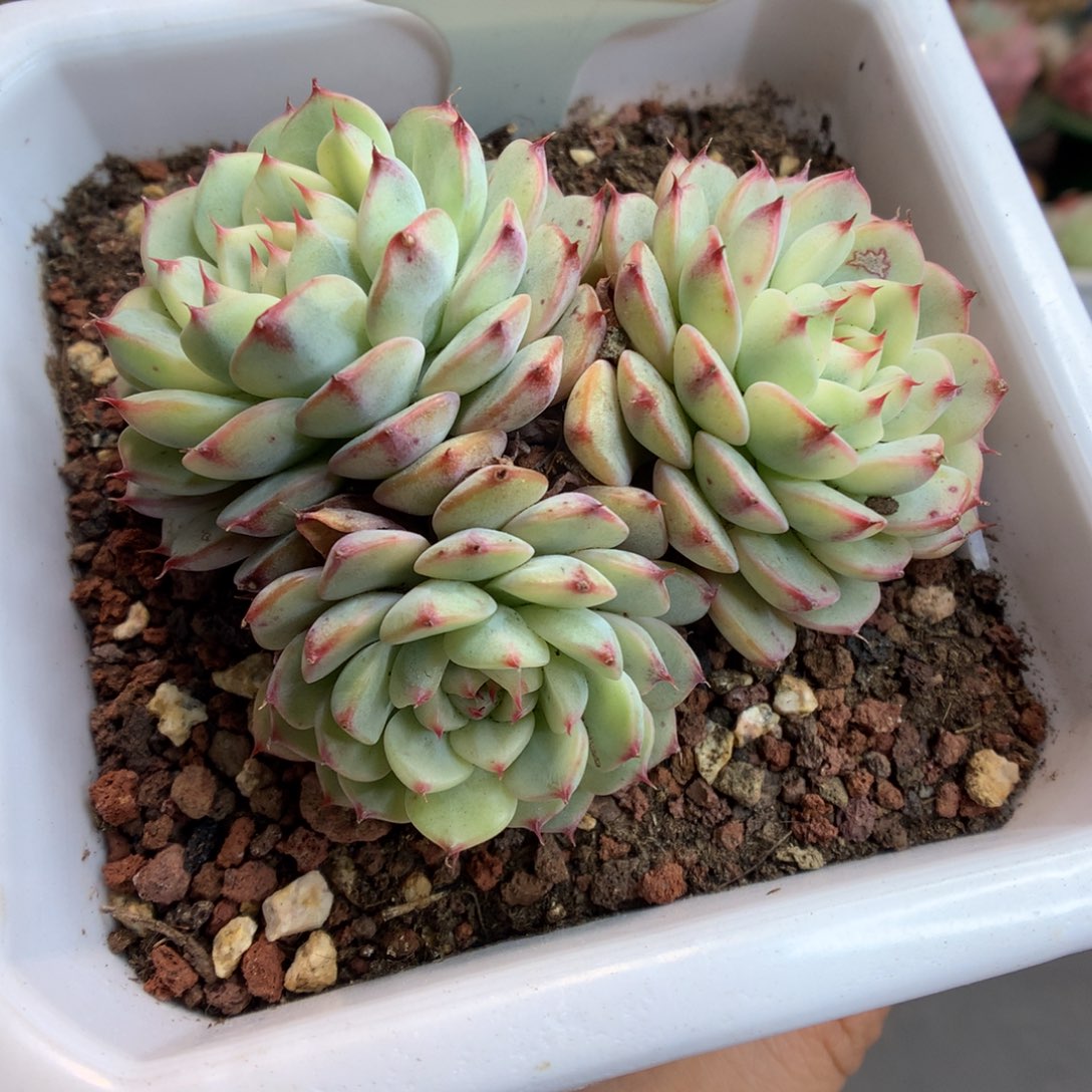 1285姬莲锦多肉植物