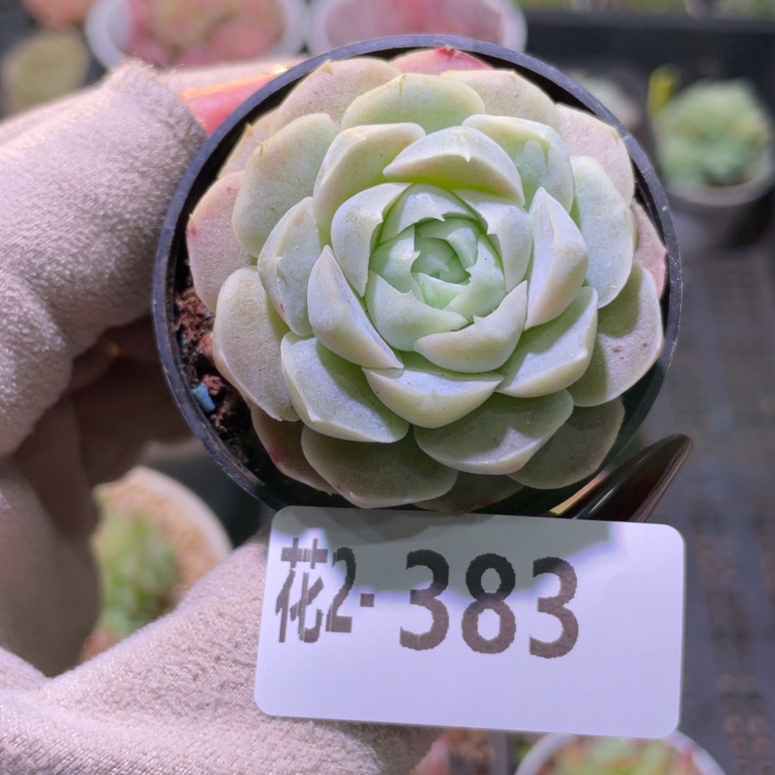 花利美2-383新品单头