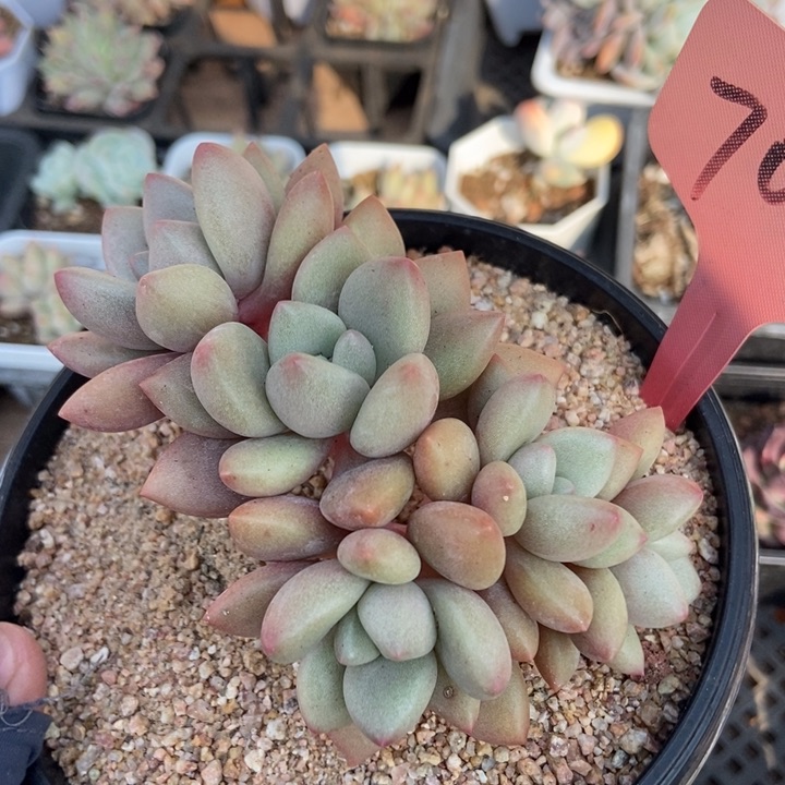 7017桃花源多肉植物保护