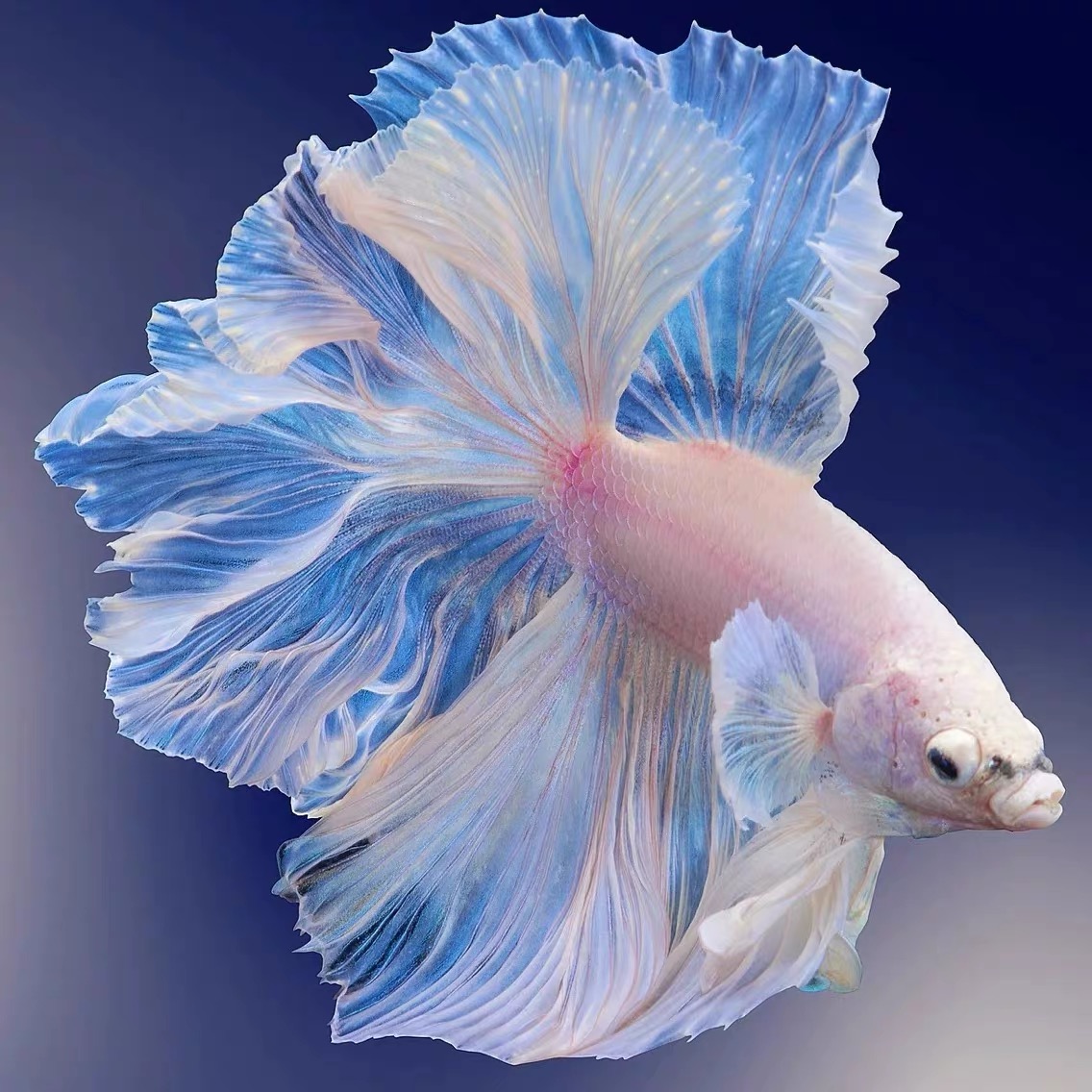 C9（193-216）泰国斗鱼精品鱼小型热带观赏鱼【直播间选鱼】