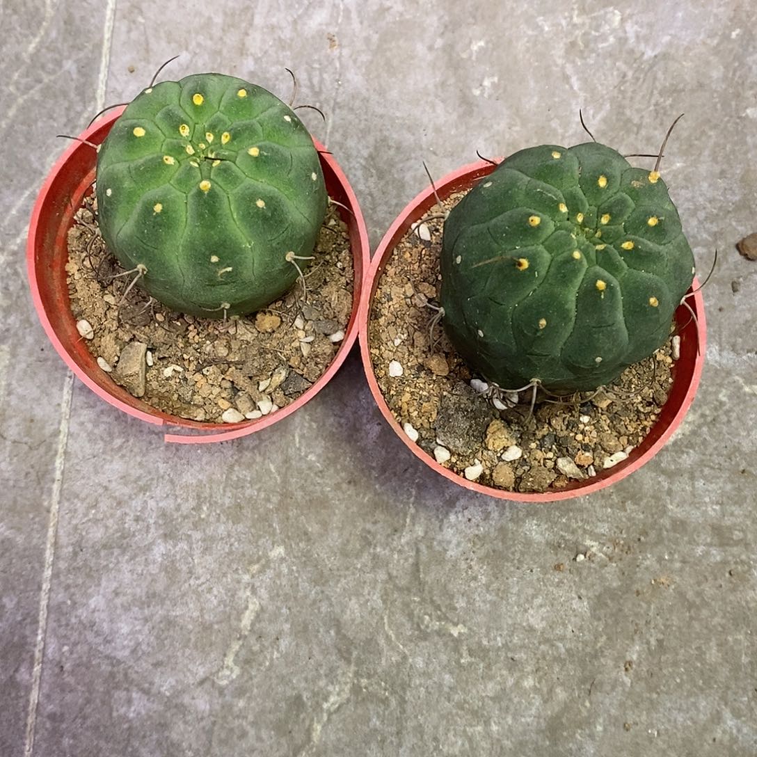 武***娘一物一拍二棵仙人球