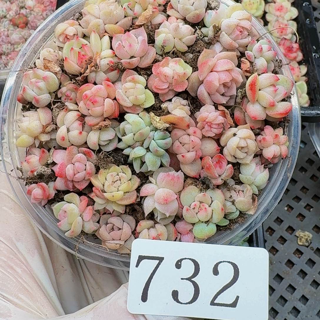 多肉植物多肉植物732