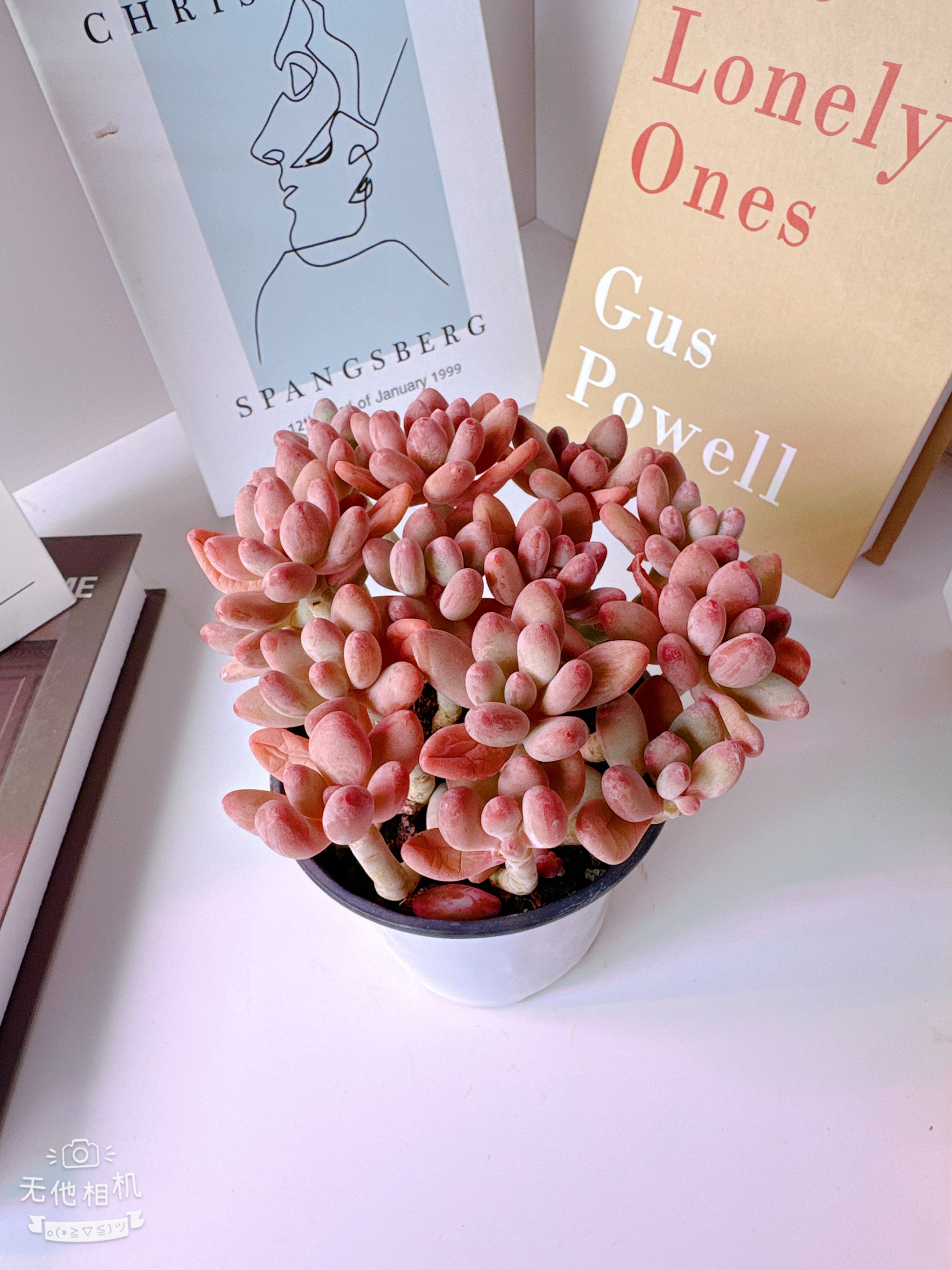 悟空家 苹果奶 多肉植物 好看好养 阳台盆栽带盆土 