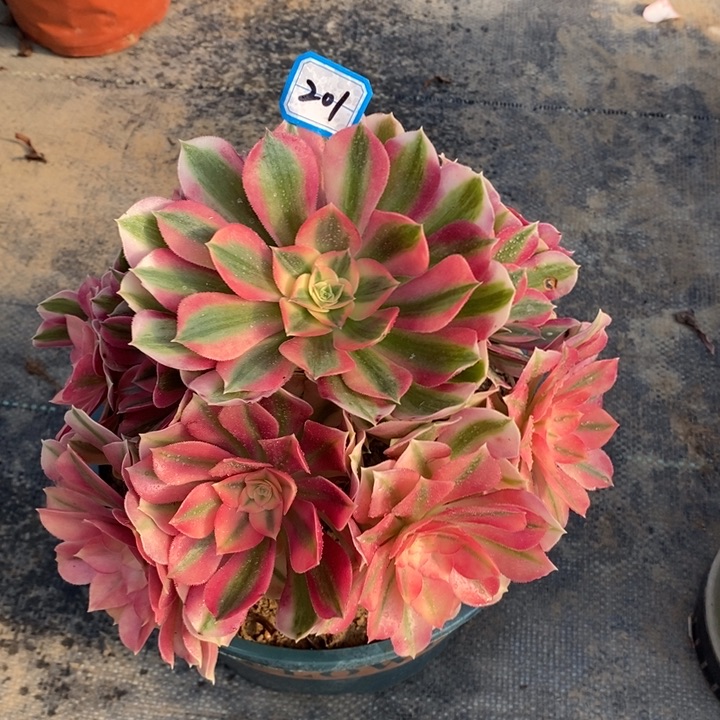 201粉女巫多肉法师