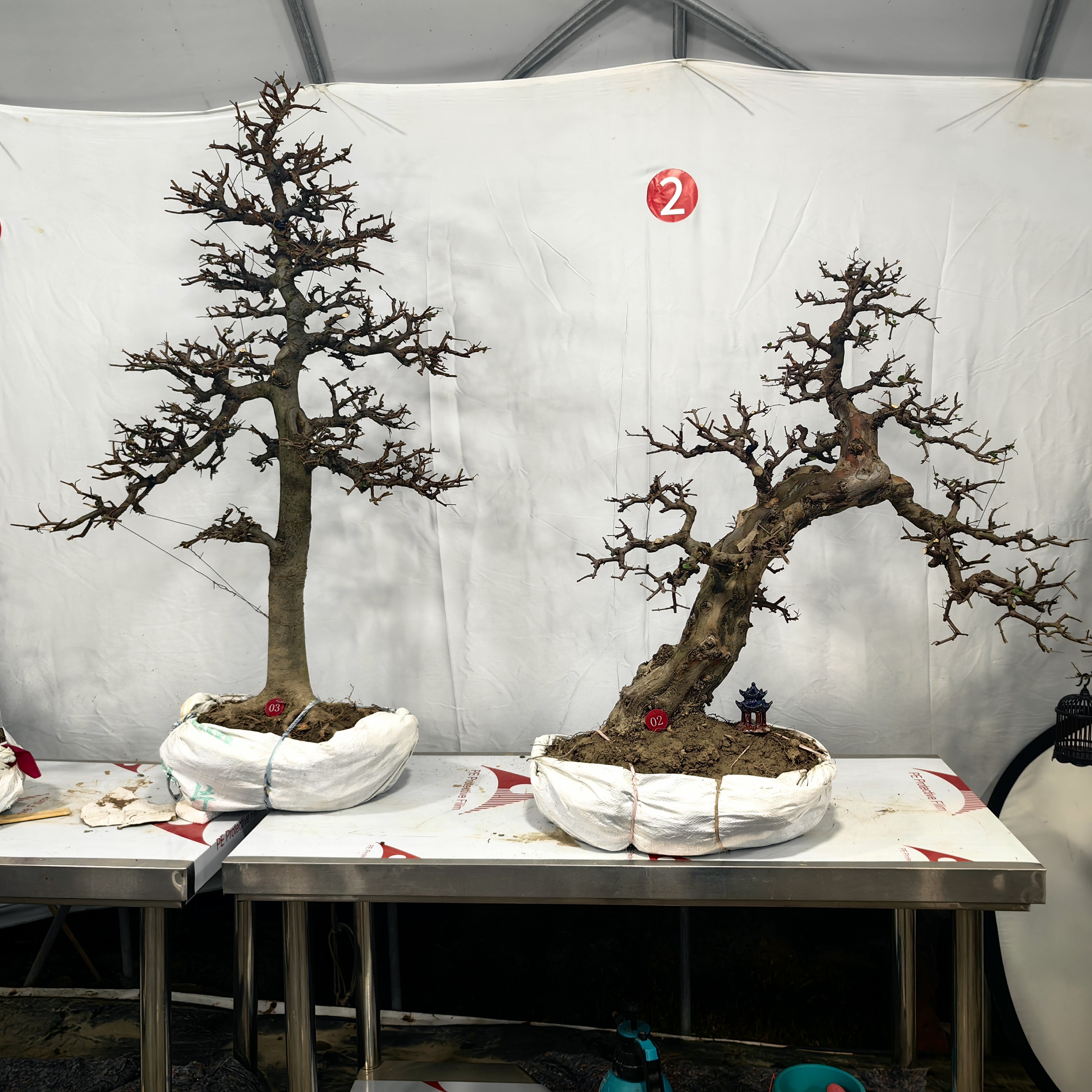 精品直杆大树型榔榆和大树型雀梅盆景