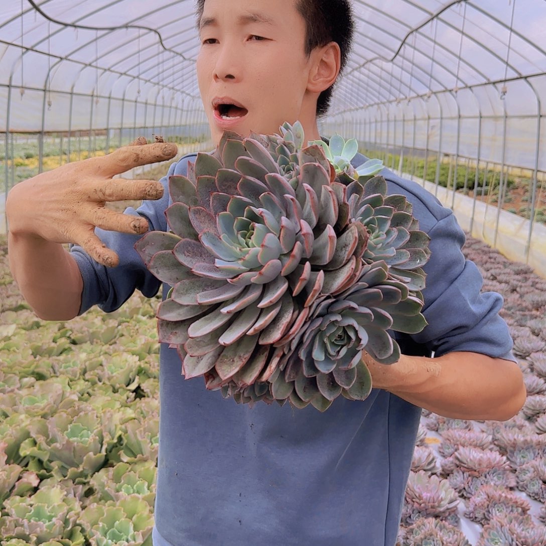 地栽赫拉多肉多肉