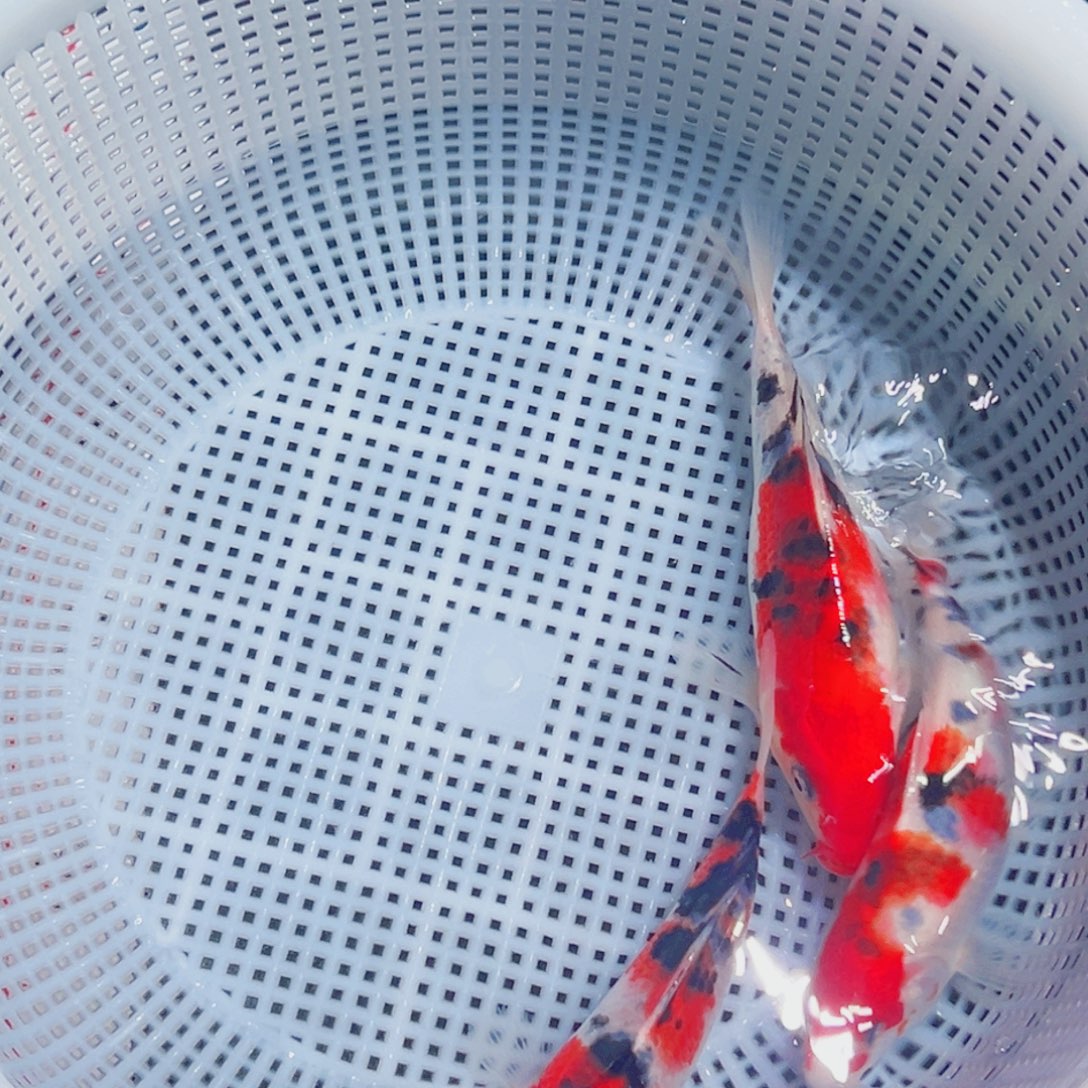 锦鲤锦鲤观赏鱼8888