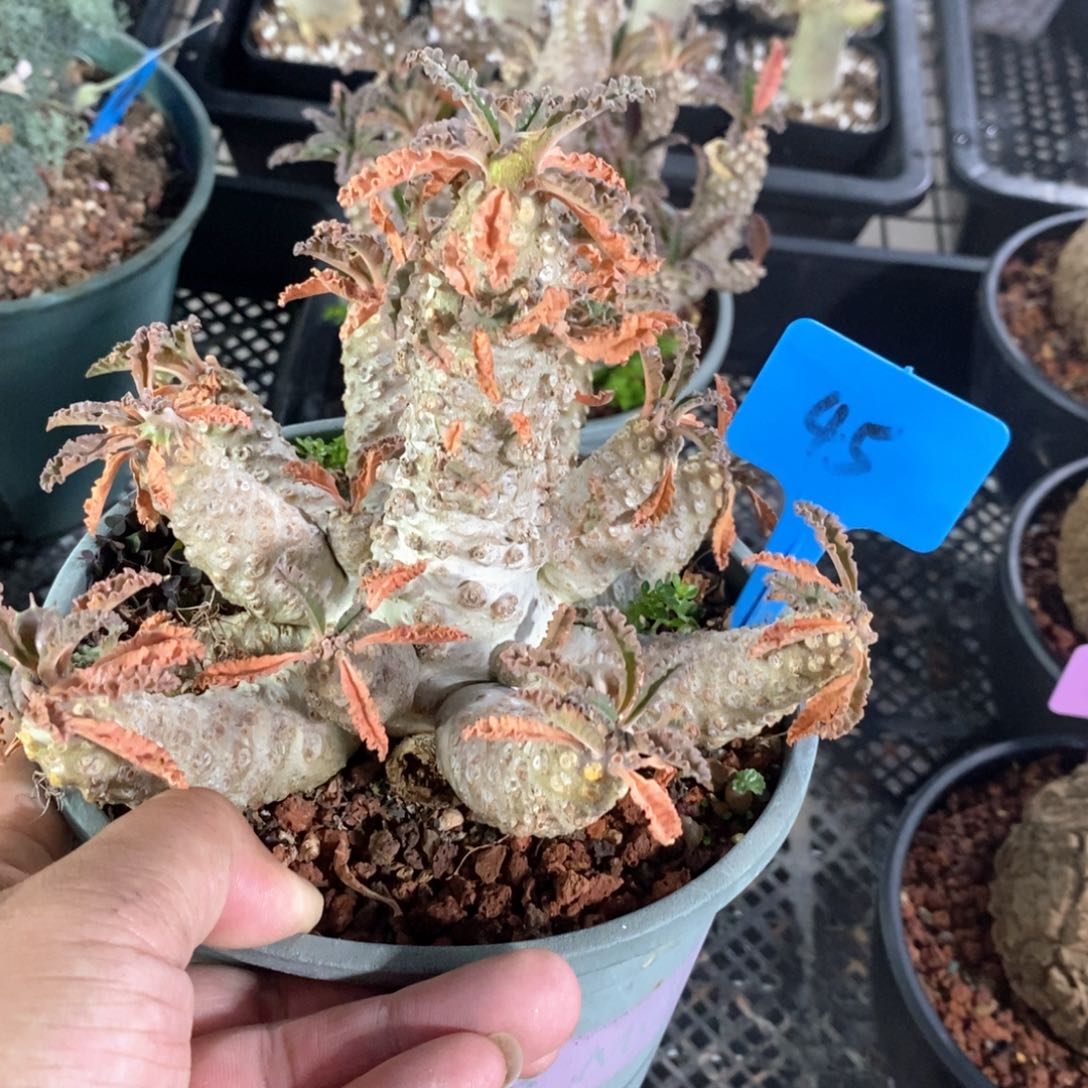 椰子流桑多肉植物