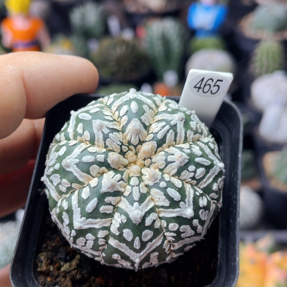 仙人球满28包邮盆5公分v兜