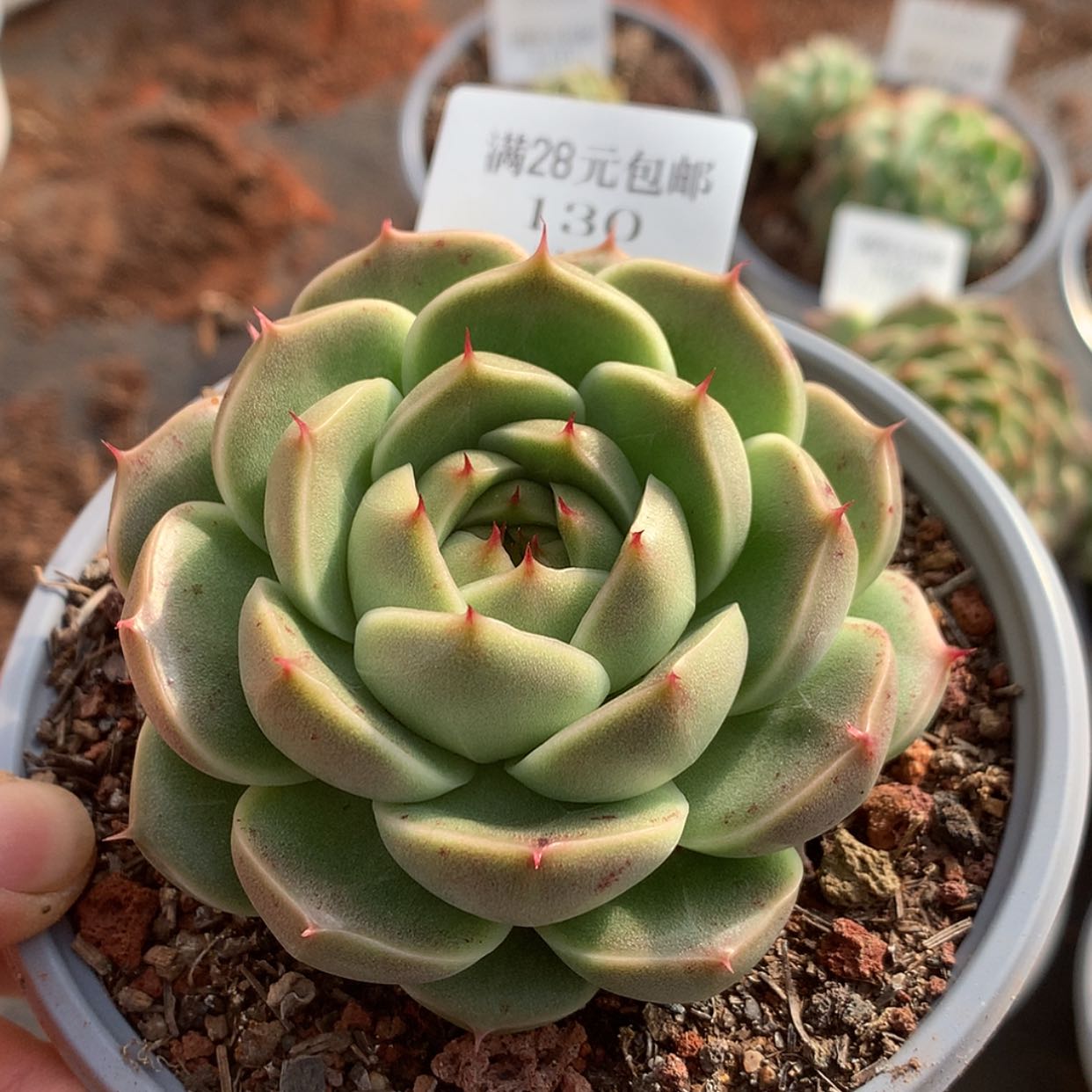 【闪购商品】云130