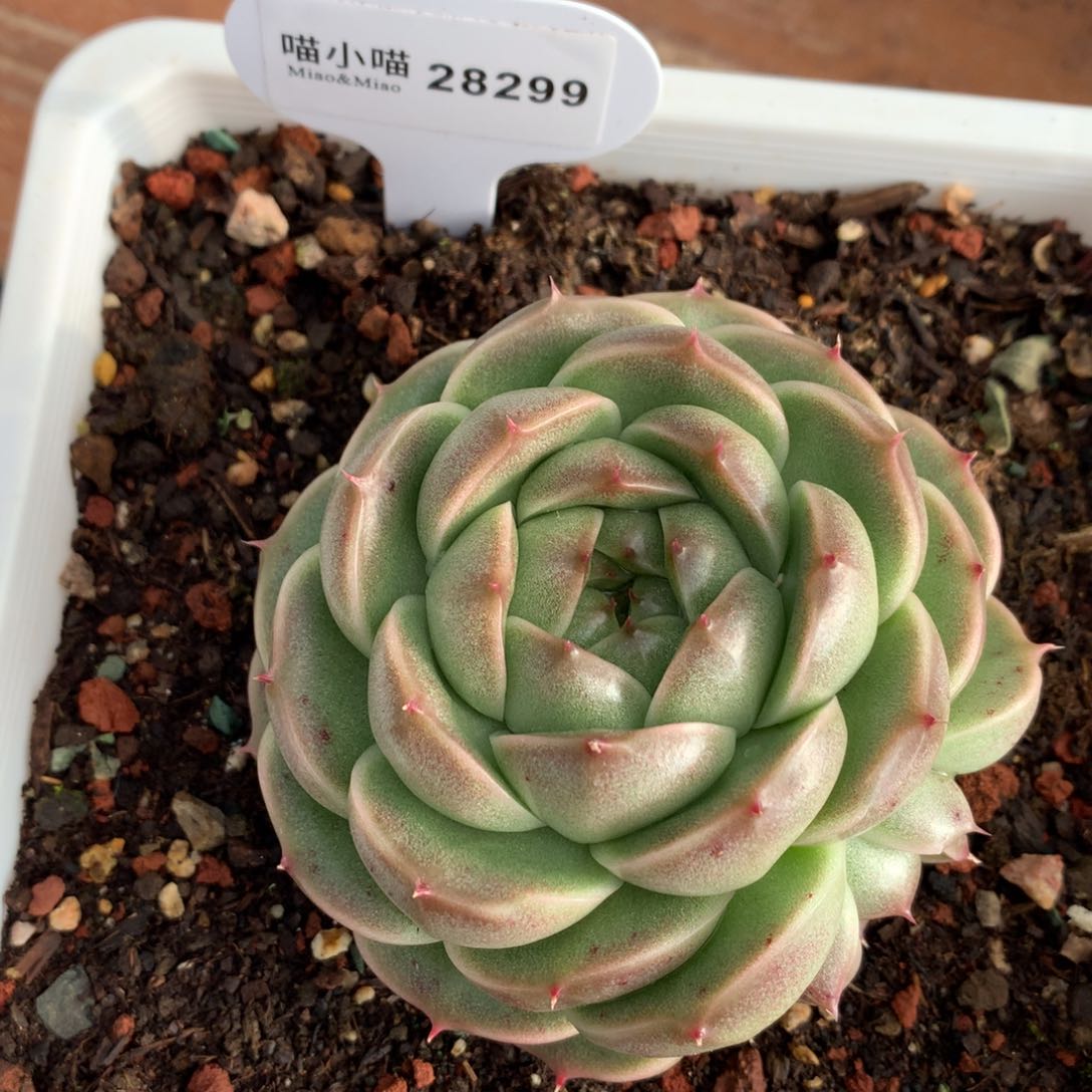 &****白多肉植物麦秆珍妮