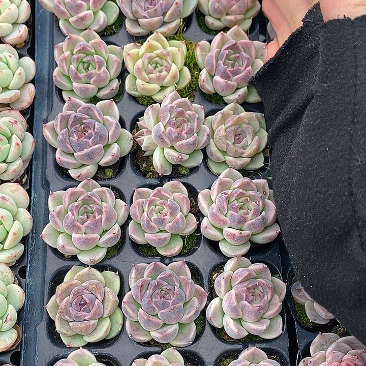 76 多肉植物盆栽花卉植物