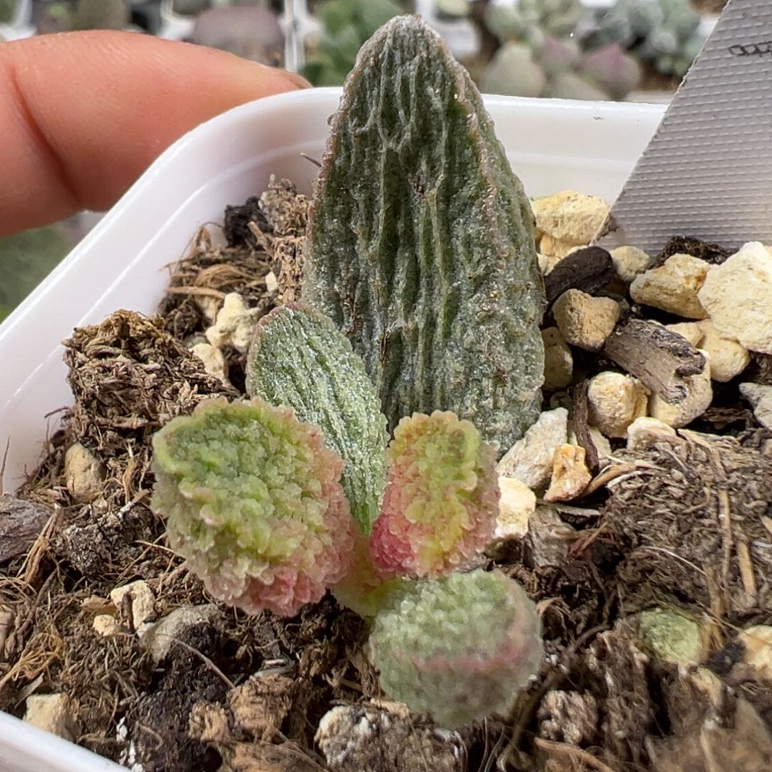 w绿色系竖长条纹实生新品