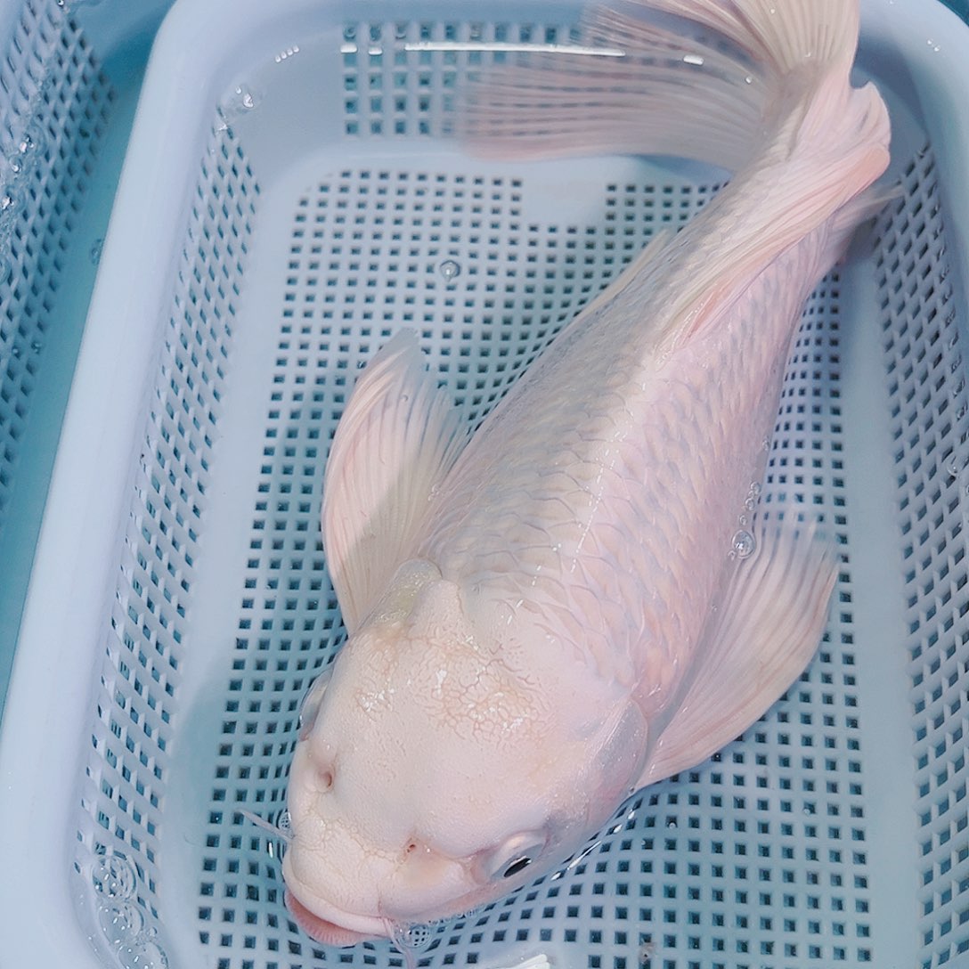 锦鲤锦鲤冷水鱼观赏112