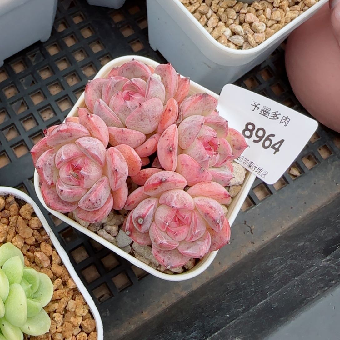 森林玫果，8964多肉植物