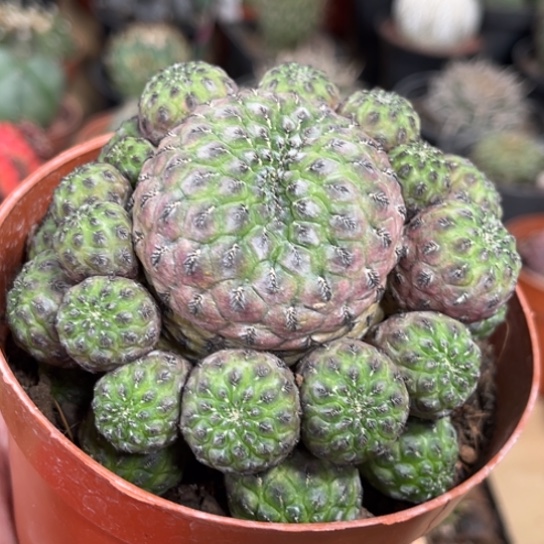 完全开放紫丽丸群