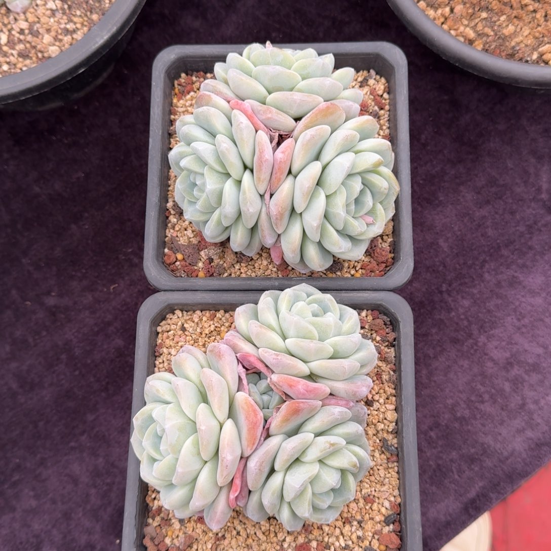 2颗一起一物一拍的