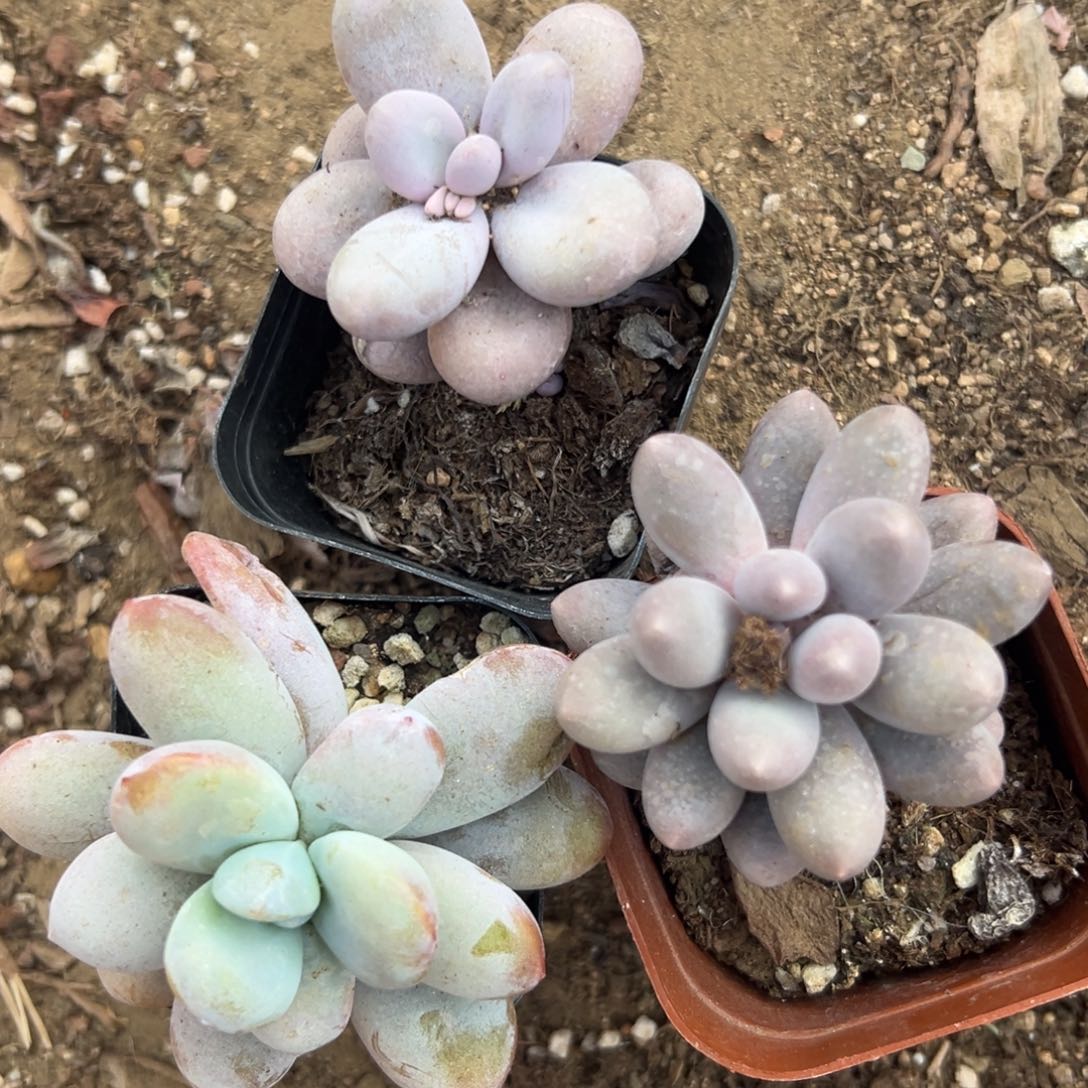 多肉植物多肉植物