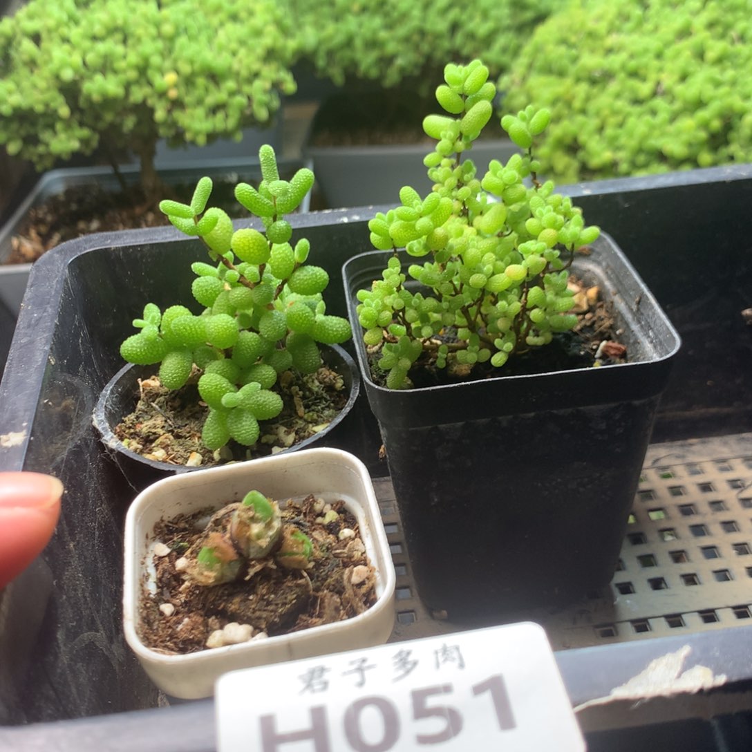 051碧光环金橘蜜橘。     