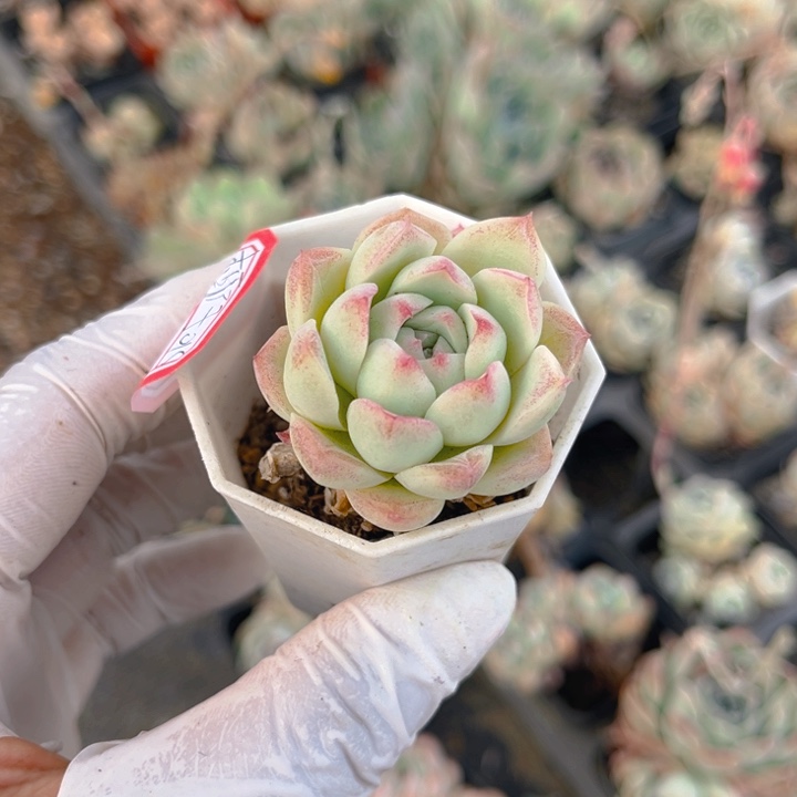 ?***K孤品一颗的的的