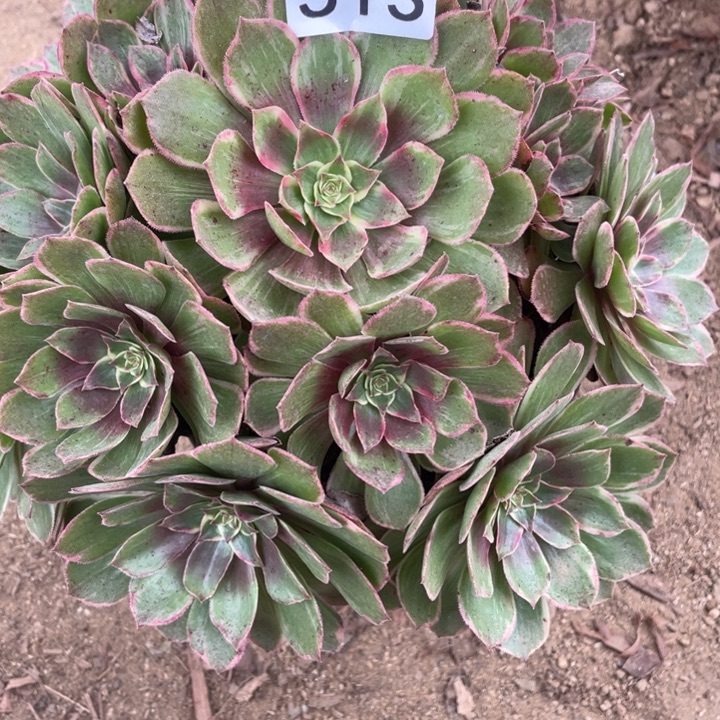 无花朵513多肉植物莲花座