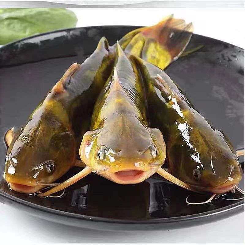 东北冷水嘎牙鱼 鲜活/速冻发货 保鲜不保活 淡水鱼 顺丰包邮