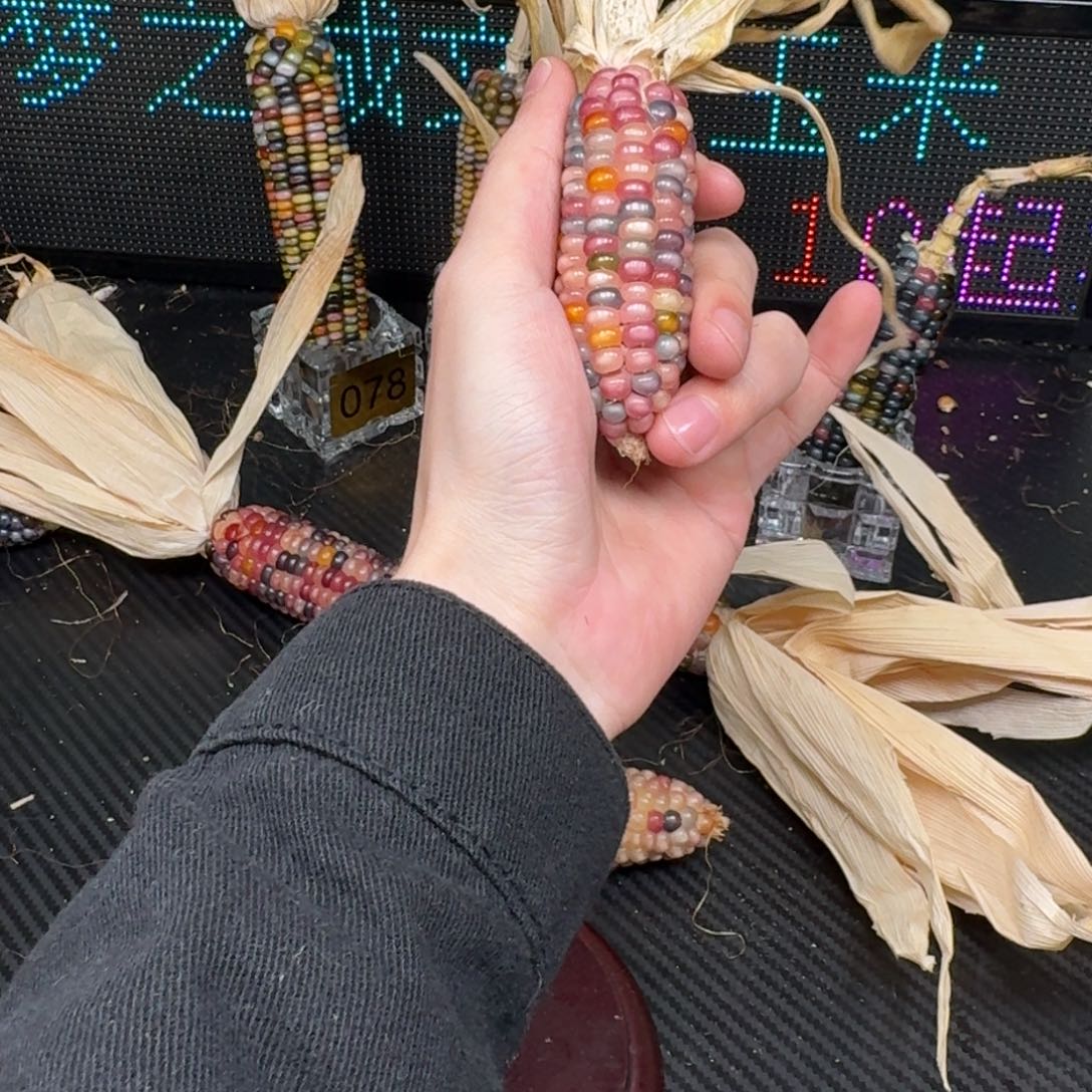 柏香籽/百香籽吊坠東*～