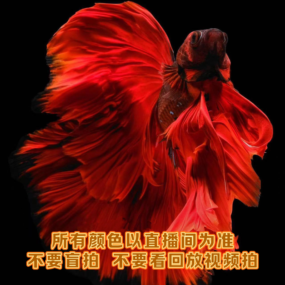 C6 (217-240) 泰国精选婚纱斗鱼小型热带观赏鱼（直播间选鱼）