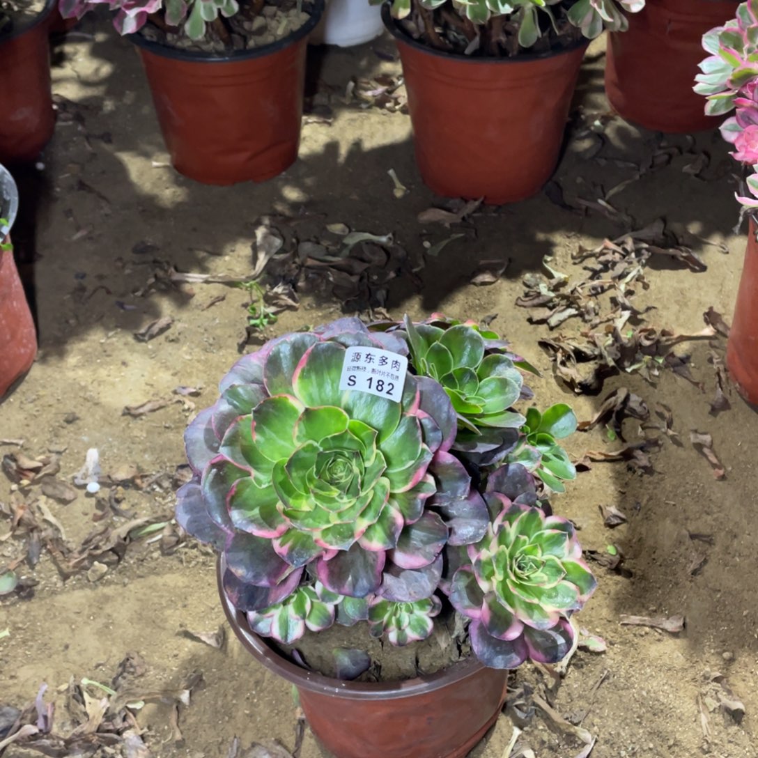 182纳福多肉法师断枝不包