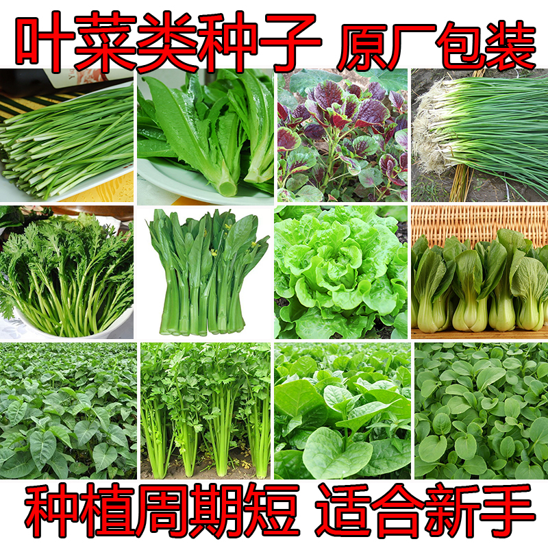 蔬菜种子叶菜类香菜菠菜油麦菜芹菜小白菜鸡毛菜萝卜阳台盆栽菜籽