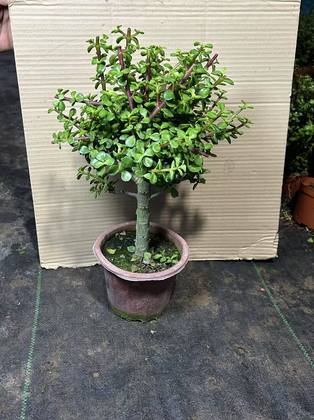 老桩单杆棒棒糖型金枝玉叶好养易活多肉植物绿植花卉28