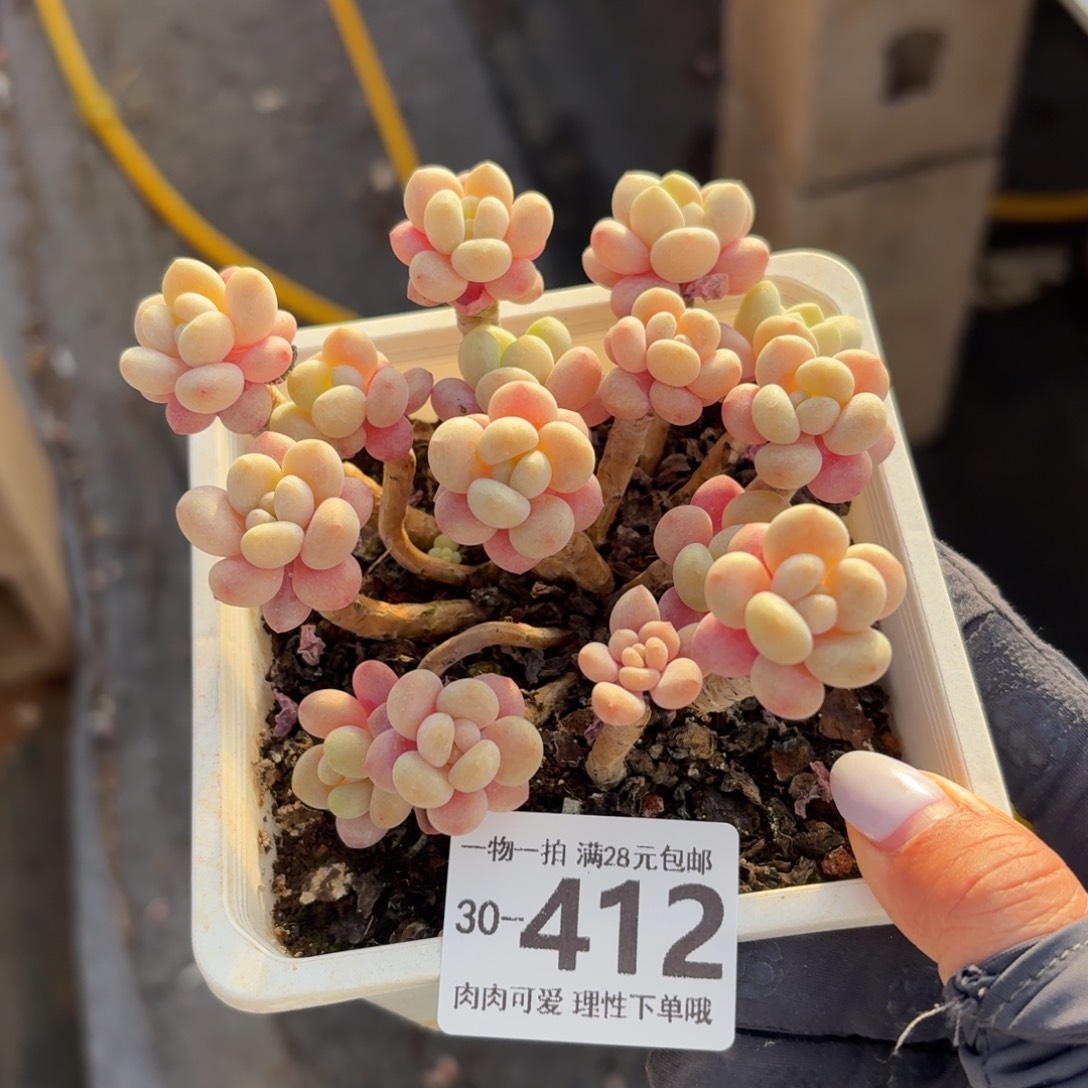 鱼子酱无盆土发货无