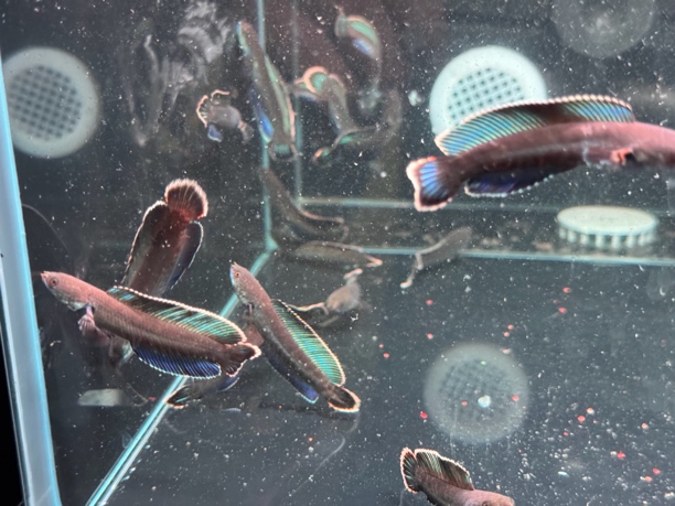 奶茶雷龙鱼观赏鱼冷水淡水鱼好养活凶猛耐活