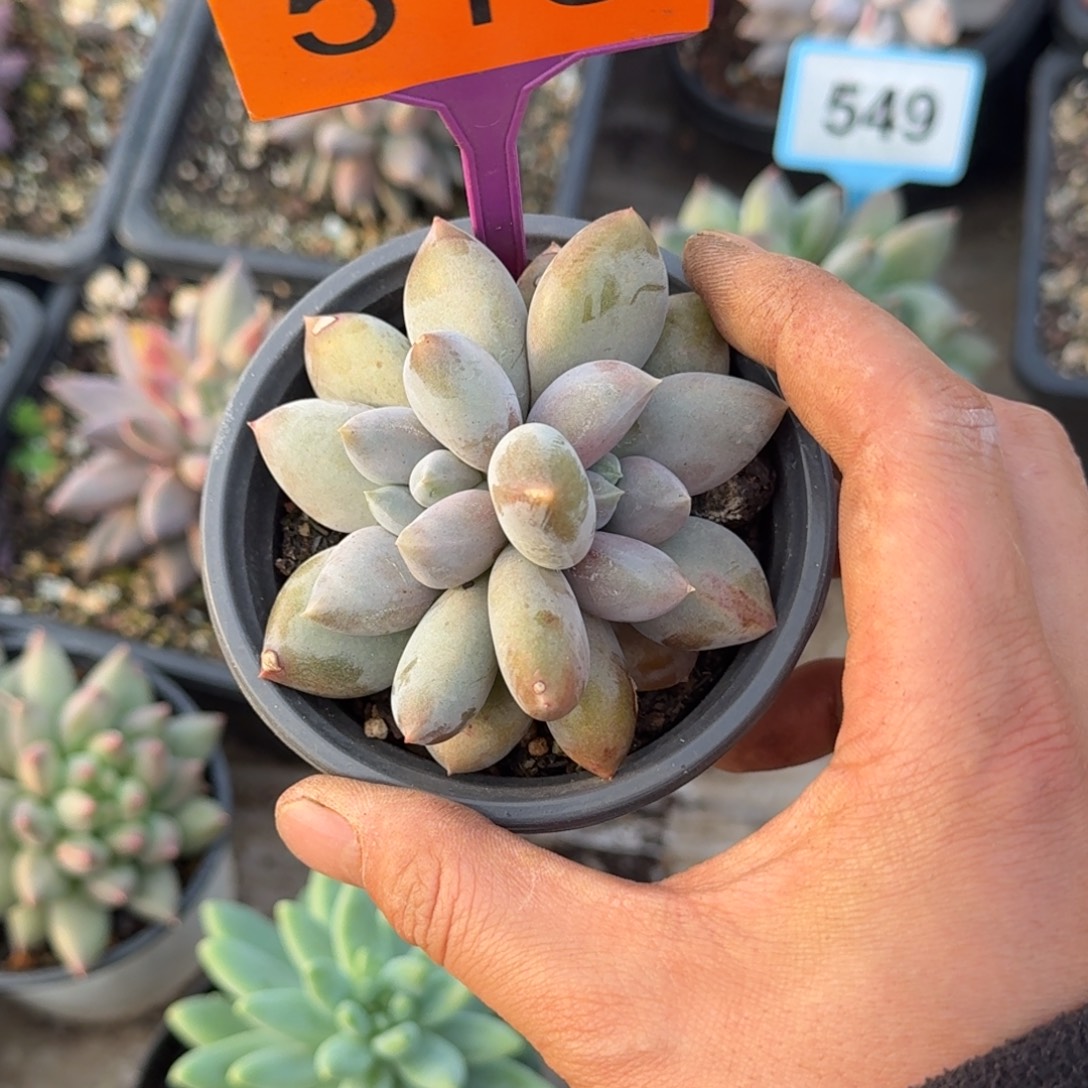 多肉植物胖体哥特518