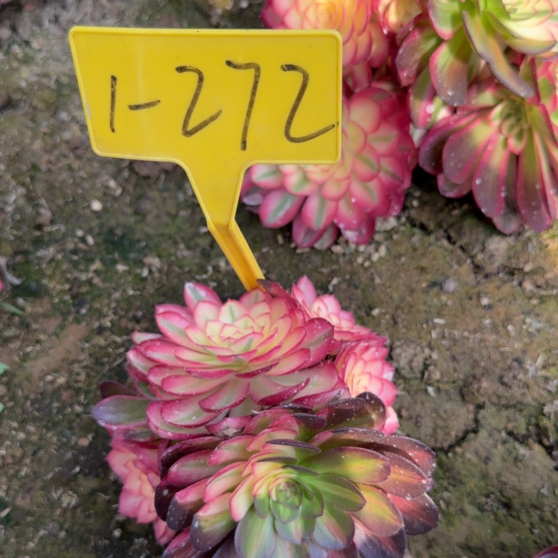 1-272+-多头多肉植物